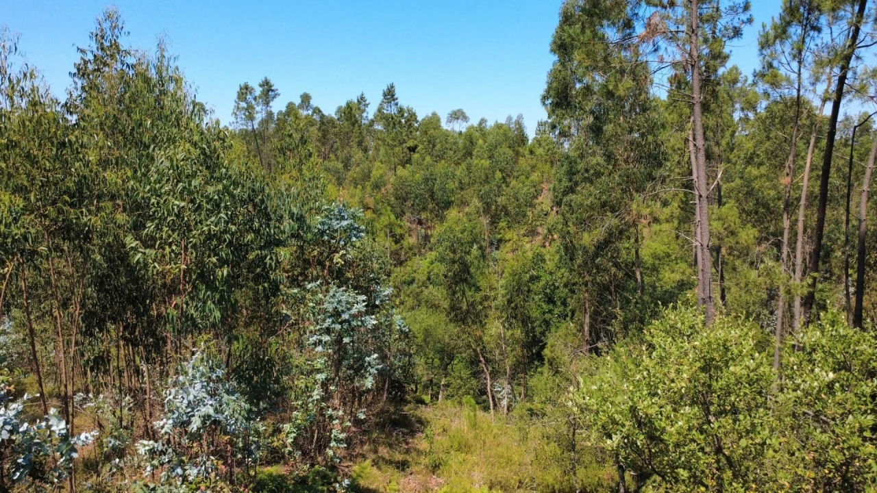 Terreno para Venda em Cernache do Bonjardim, Nesperal e Palhais Foto 2