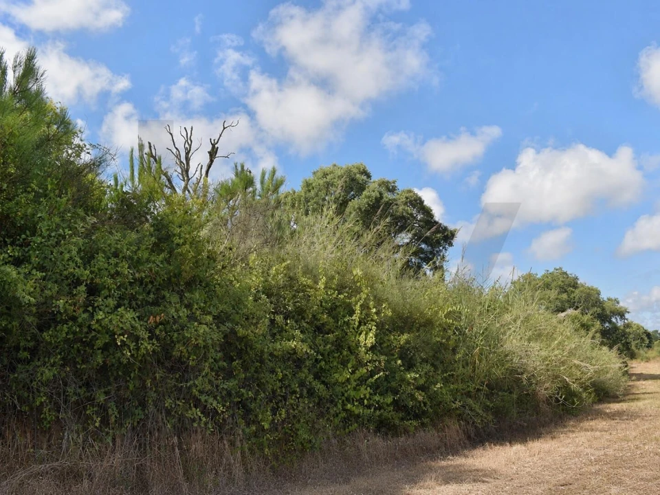 Terreno para Venda em Amoreira Foto 2