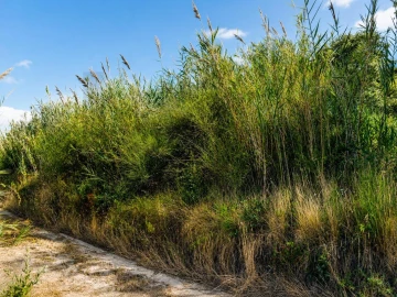 Terreno para Venda em Amoreira