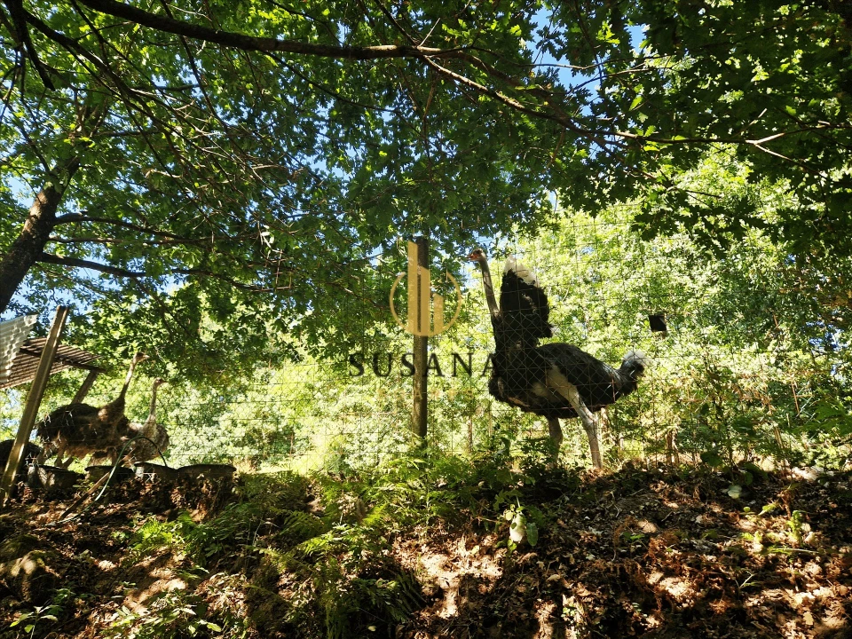 Quinta T3 para Venda em Gove Foto 42