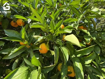 Quinta T1 para Venda em São Miguel de Acha