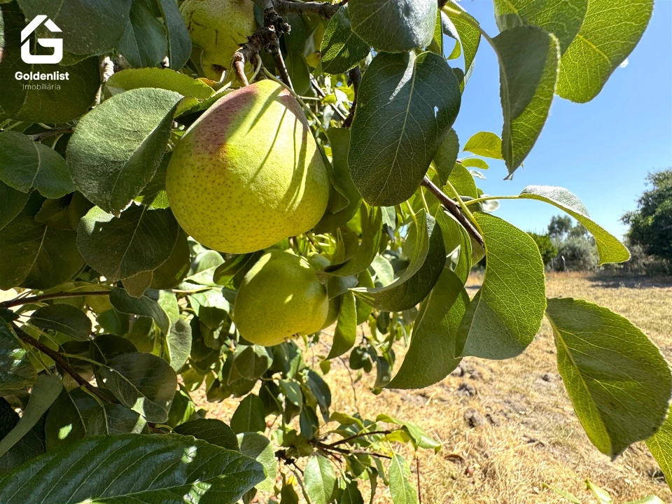 Quinta T1 para Venda em São Miguel de Acha Foto 24