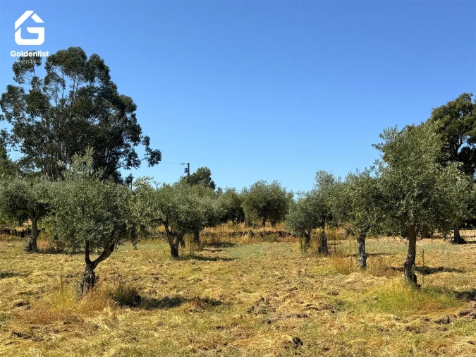 Quinta T1 para Venda em São Miguel de Acha Foto 30