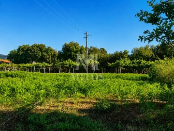 Terreno para Venda em Vila de Punhe