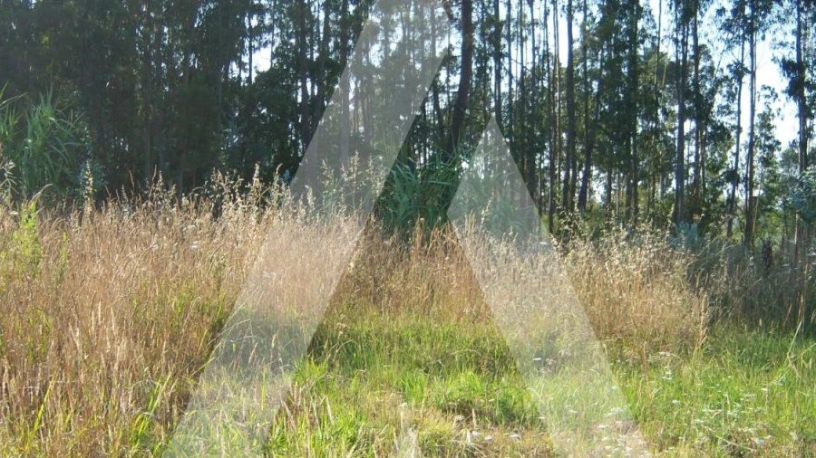 Terreno para Venda em Ílhavo (São Salvador)