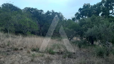 Terreno para Venda em São Brás de Alportel