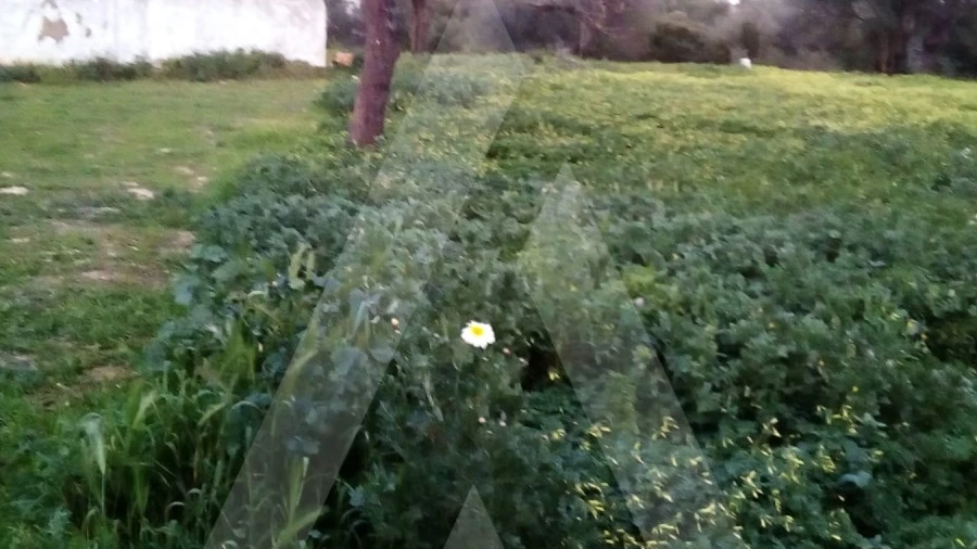 Terreno para Venda em Almancil