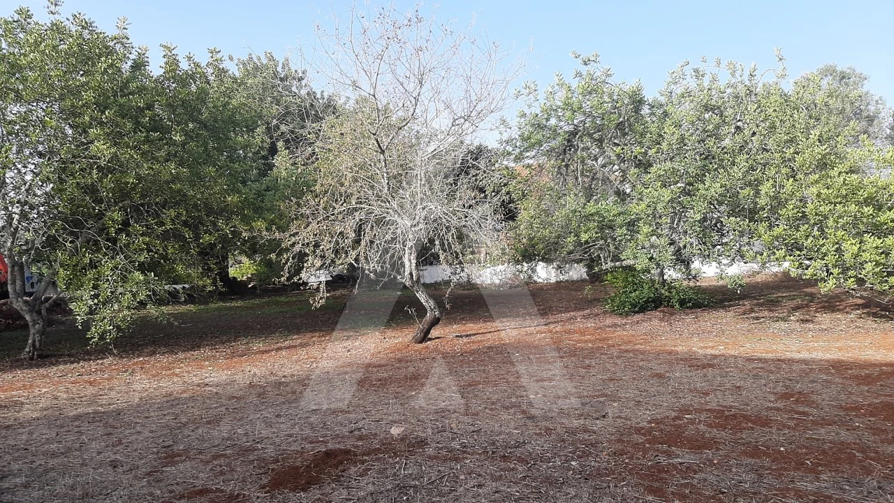Terreno para Venda em São Brás de Alportel Foto 5