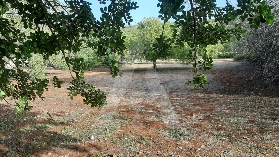 Terreno para Venda em São Brás de Alportel