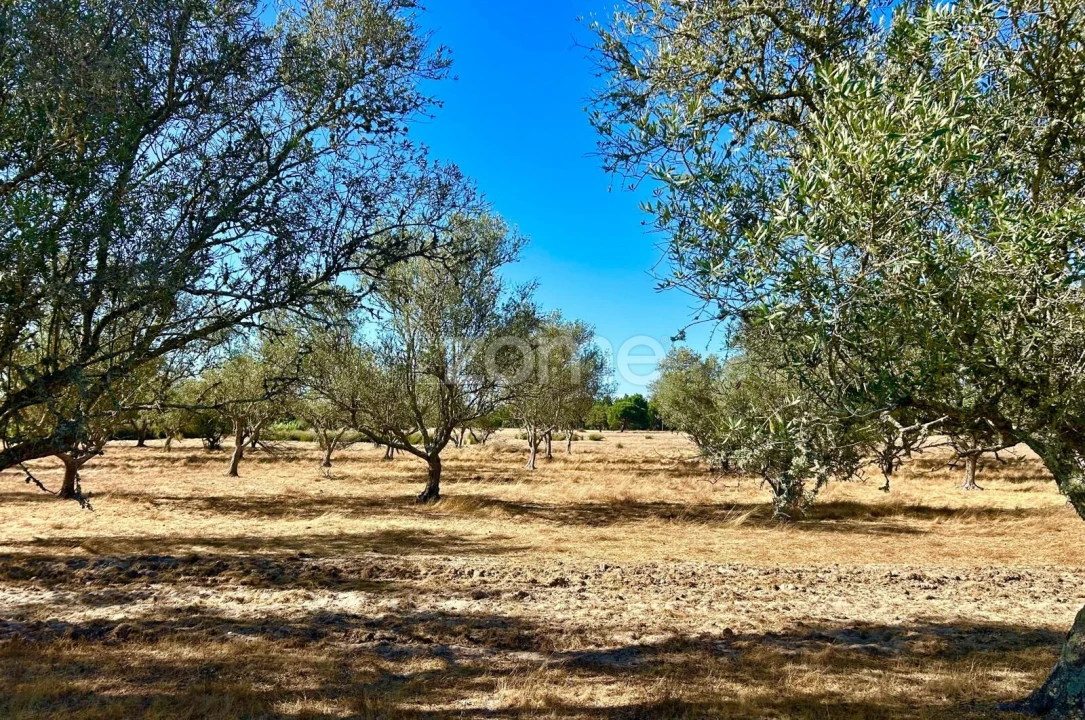 Terreno para Venda em Grândola e Santa Margarida da Serra Foto 4