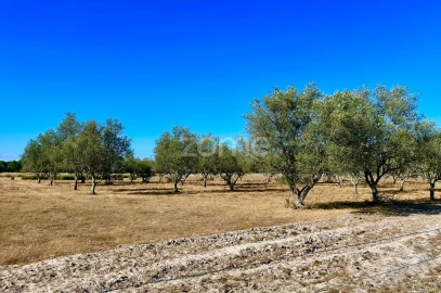 Terreno para Venda em Grândola e Santa Margarida da Serra