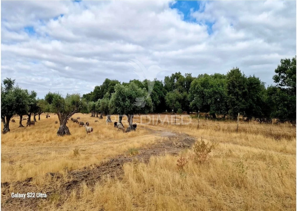 Terreno para Venda em Torrão Foto 10