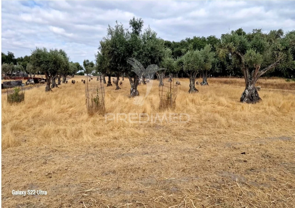 Terreno para Venda em Torrão Foto 12