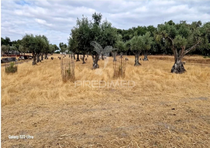 Terreno para Venda em Torrão Foto 12