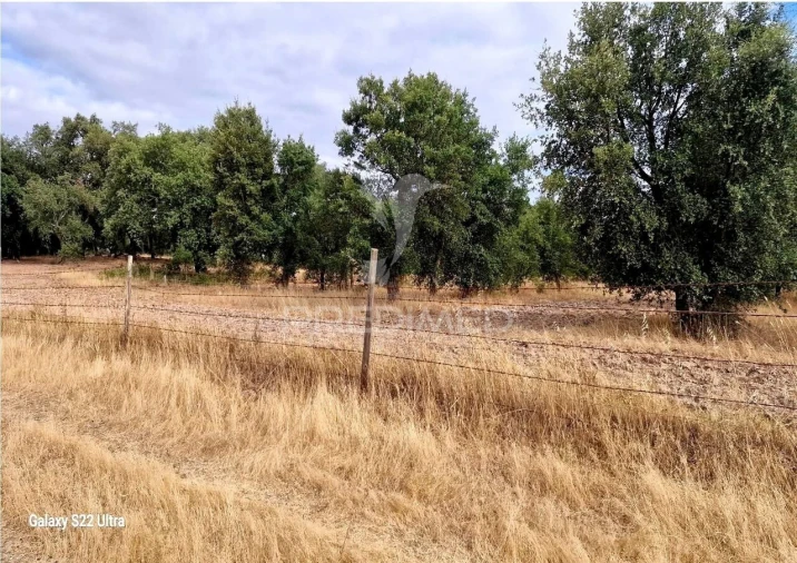 Terreno para Venda em Torrão Foto 13