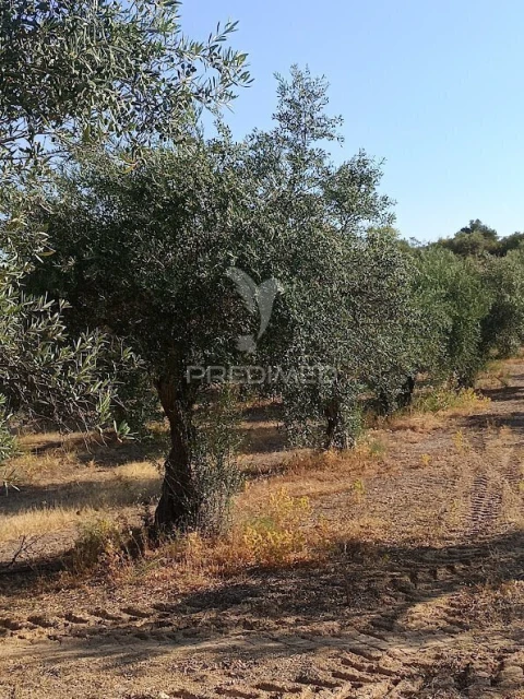 Terreno para Venda em Nossa Senhora da Expectação