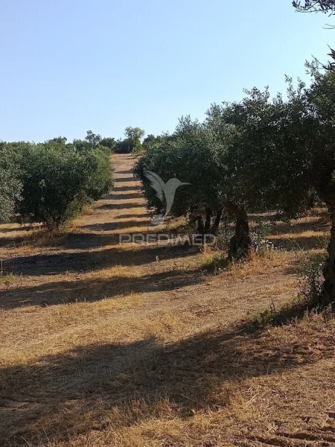 Terreno para Venda em Nossa Senhora da Expectação