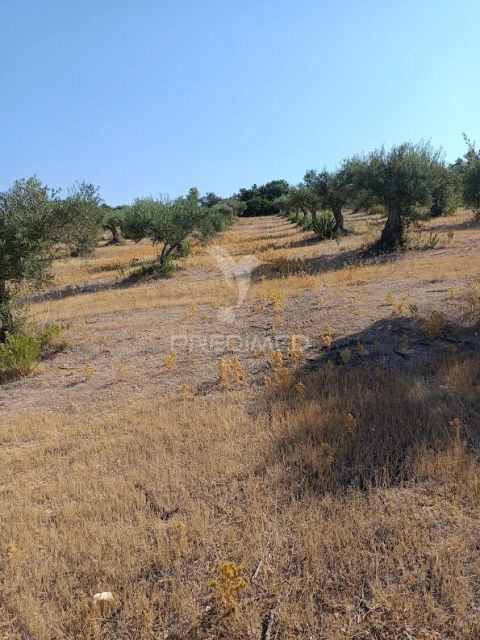 Terreno para Venda em Nossa Senhora da Expectação