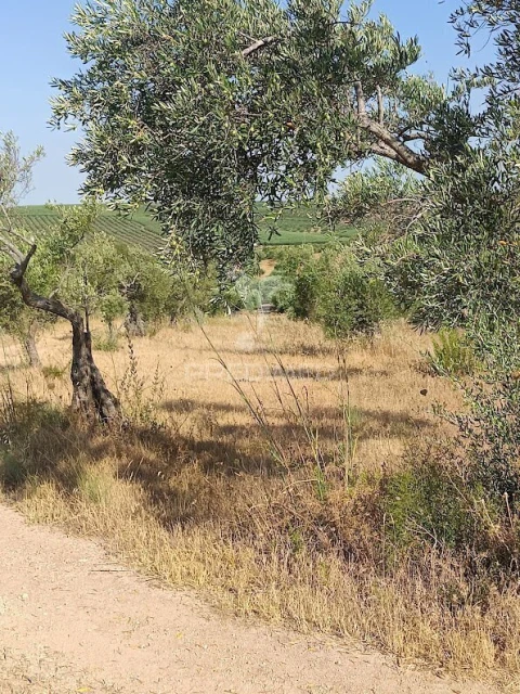 Terreno para Venda em Nossa Senhora da Expectação