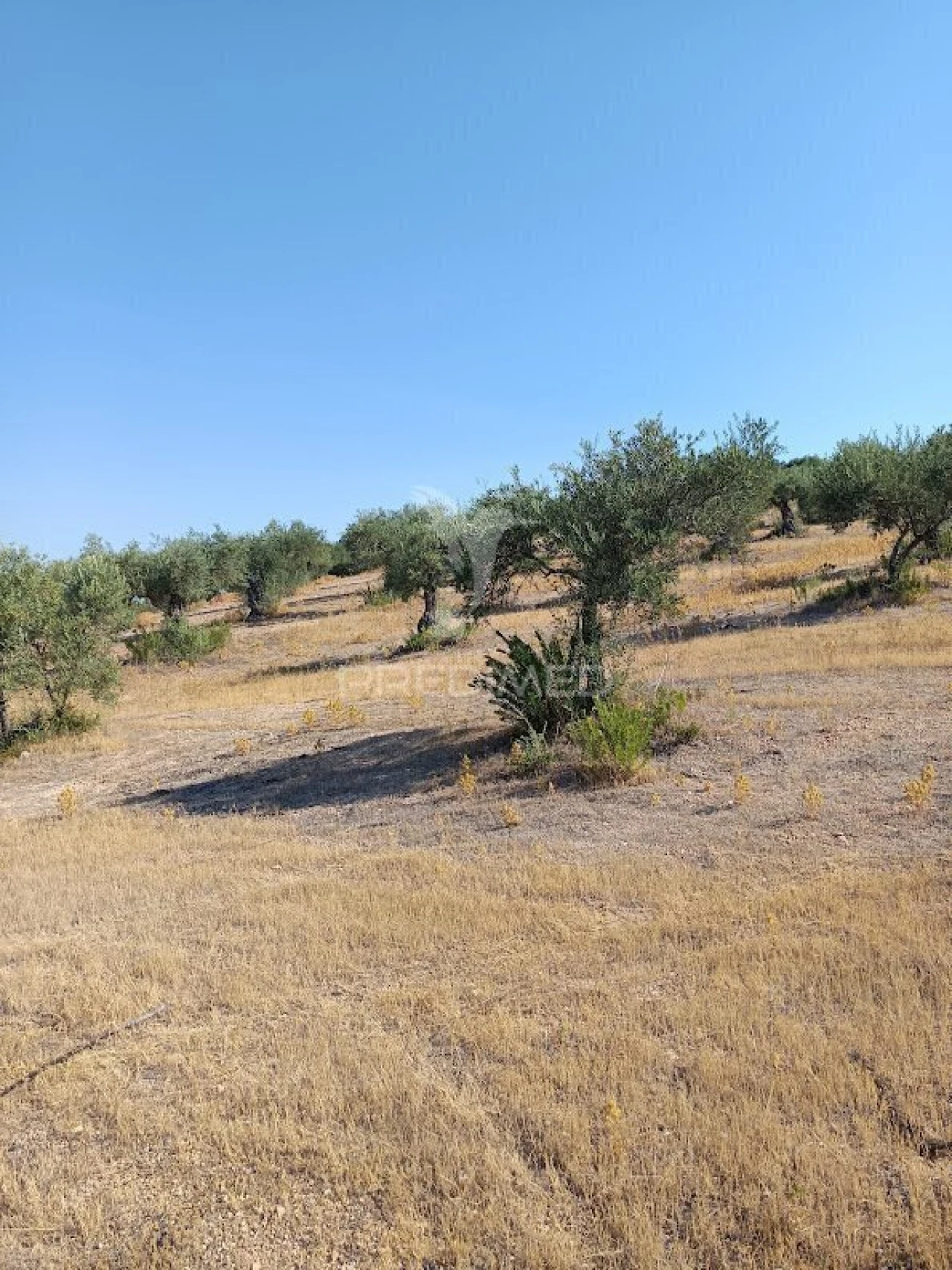Terreno para Venda em Nossa Senhora da Expectação Foto 18