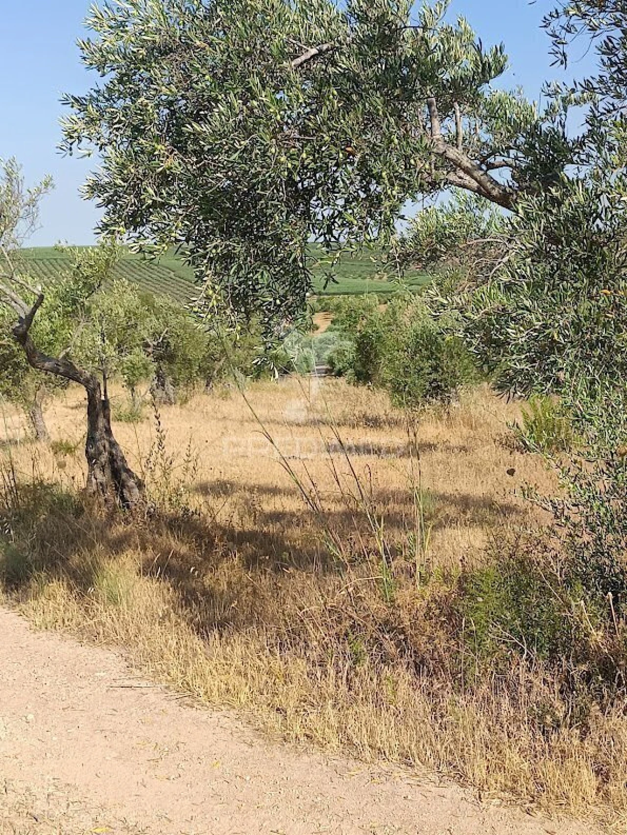 Terreno para Venda em Nossa Senhora da Expectação Foto 38