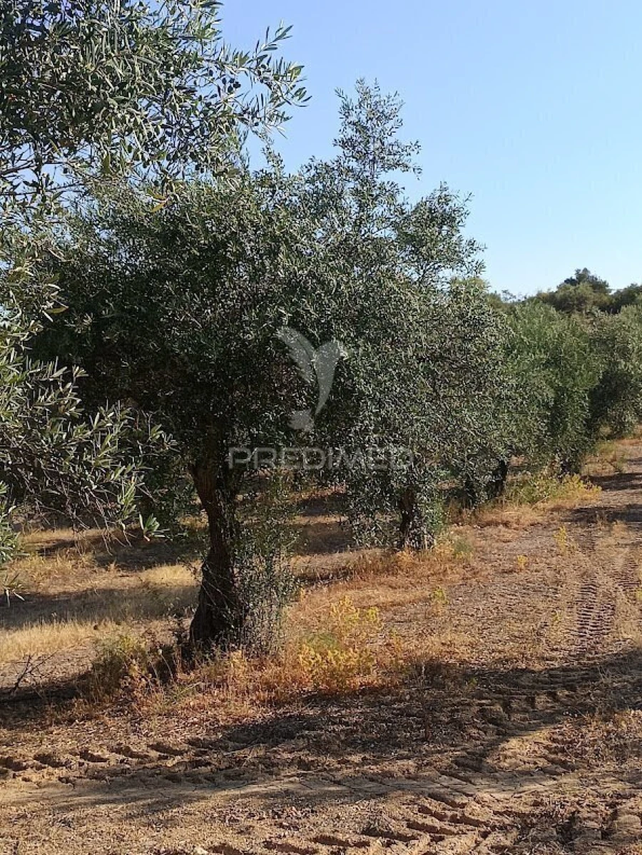 Terreno para Venda em Nossa Senhora da Expectação Foto 28
