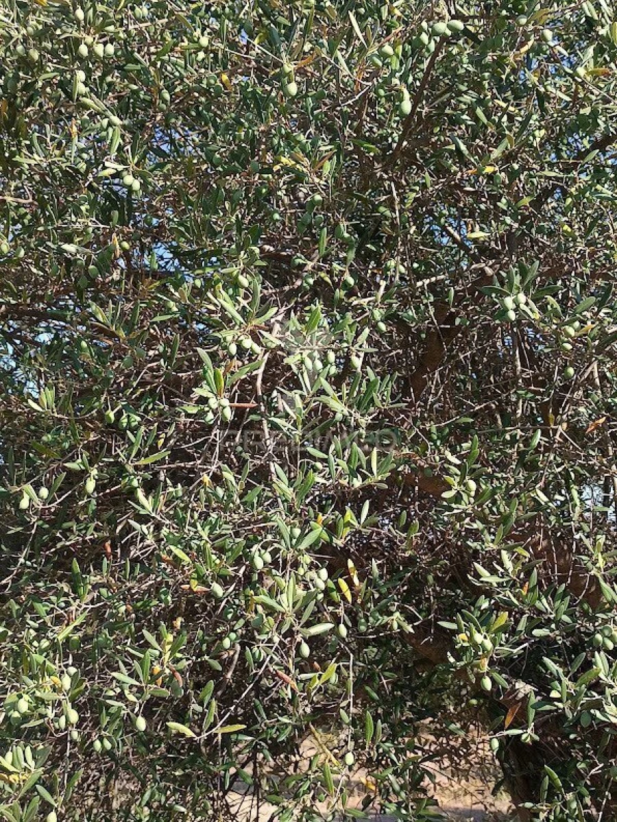 Terreno para Venda em Nossa Senhora da Expectação Foto 33