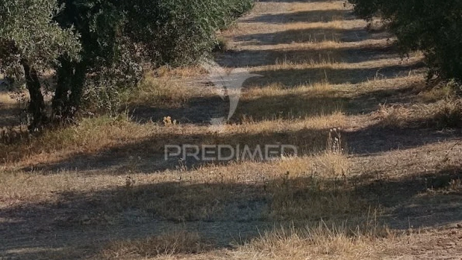 Terreno para Venda em Nossa Senhora da Expectação