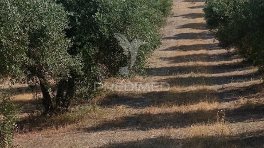 Terreno para Venda em Nossa Senhora da Expectação