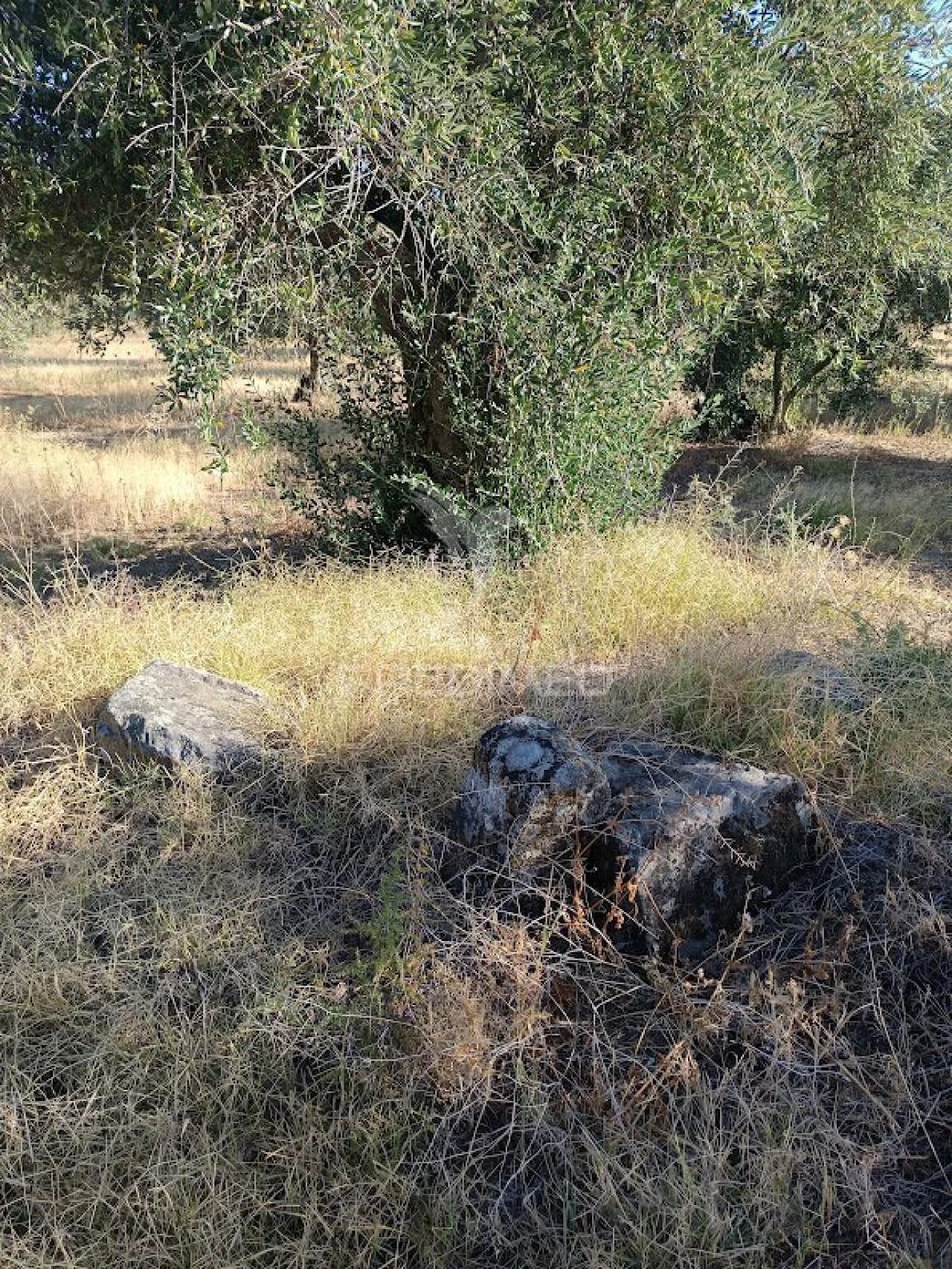 Terreno para Venda em Nossa Senhora da Expectação Foto 24
