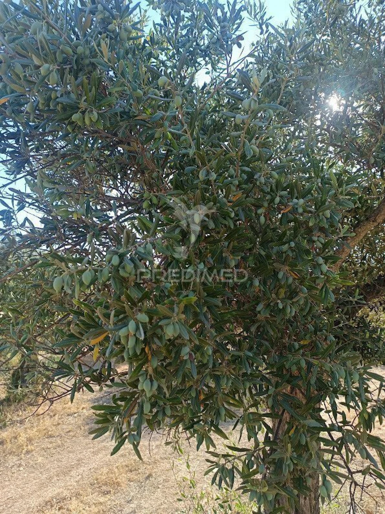 Terreno para Venda em Nossa Senhora da Expectação Foto 11