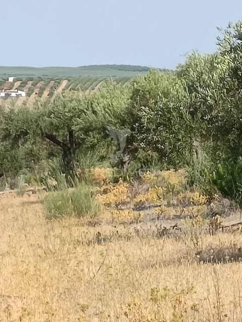 Terreno para Venda em Nossa Senhora da Expectação