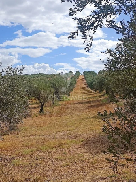 Terreno para Venda em Nossa Senhora da Expectação