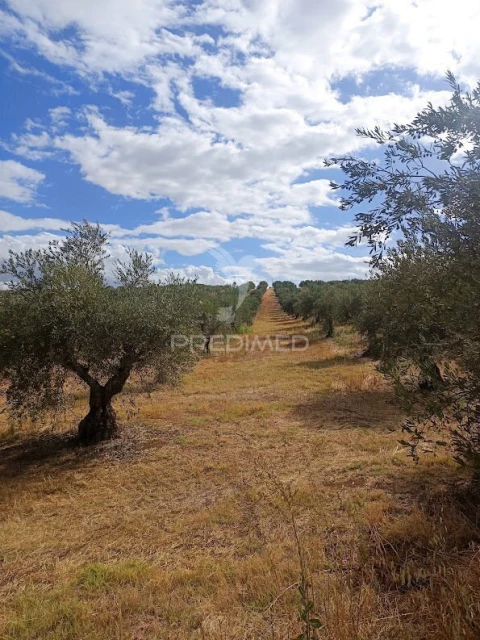 Terreno para Venda em Nossa Senhora da Expectação