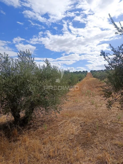 Terreno para Venda em Nossa Senhora da Expectação