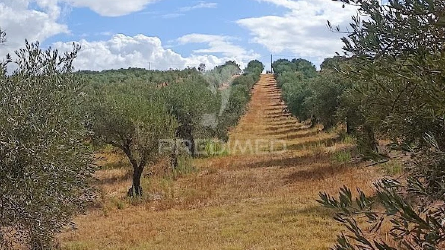 Terreno para Venda em Nossa Senhora da Expectação
