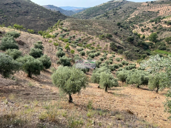 Quinta para Venda em Eucisia, Gouveia e Valverde Foto 3