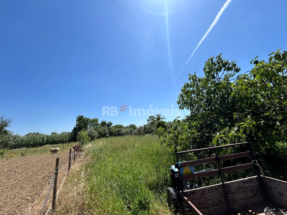 Terreno Agricola ou Rústico para Venda em São Pedro de Tomar Foto 1
