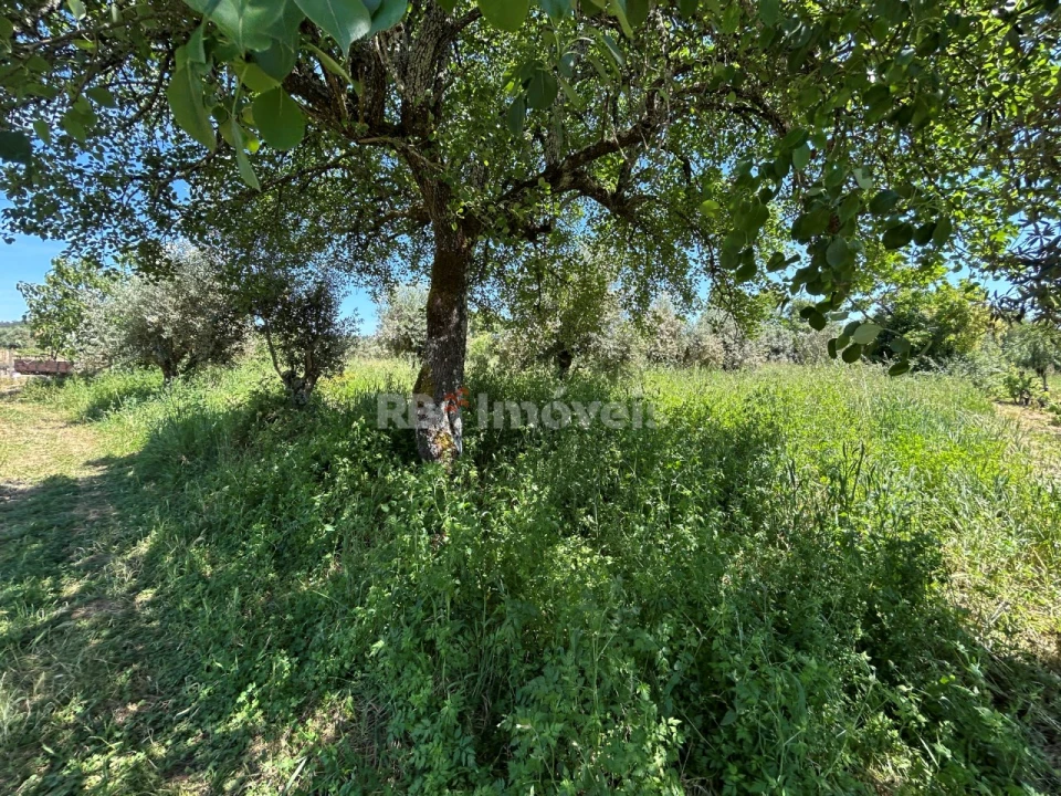 Terreno Agricola ou Rústico para Venda em São Pedro de Tomar Foto 2