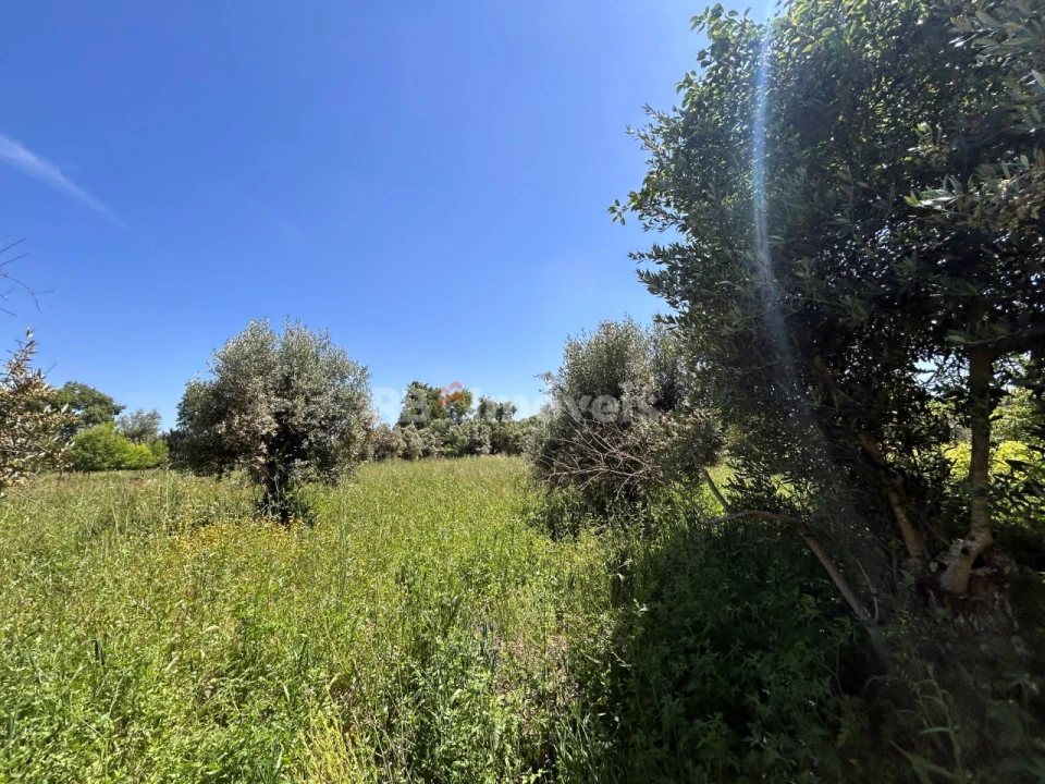 Terreno Agricola ou Rústico para Venda em São Pedro de Tomar Foto 5