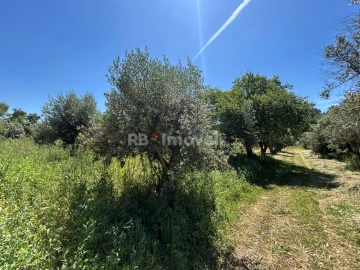 Terreno Agricola ou Rústico para Venda em São Pedro de Tomar