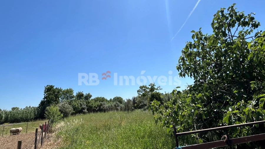 Terreno Agricola ou Rústico para Venda em São Pedro de Tomar