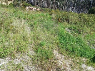 Terreno para Venda em Rio Maior