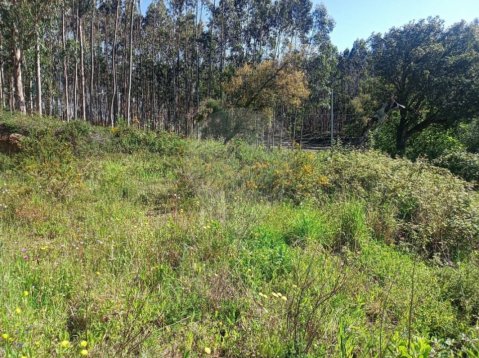 Terreno para Venda em Rio Maior Foto 3