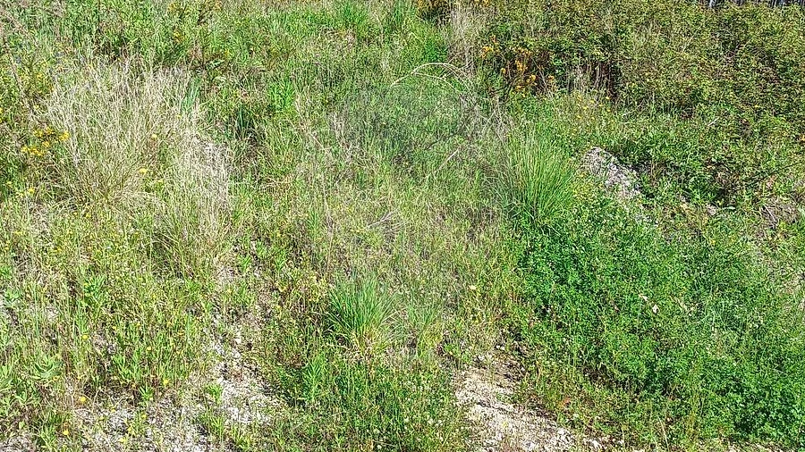 Terreno para Venda em Rio Maior