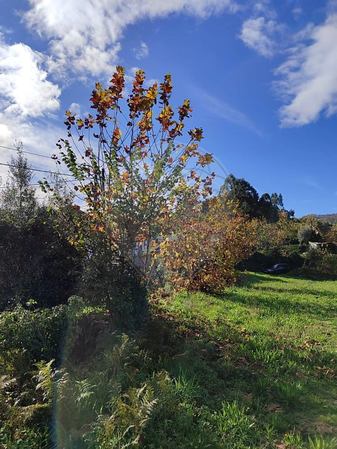 Quinta T0 para Venda em Britelo, Gémeos e Ourilhe Foto 1