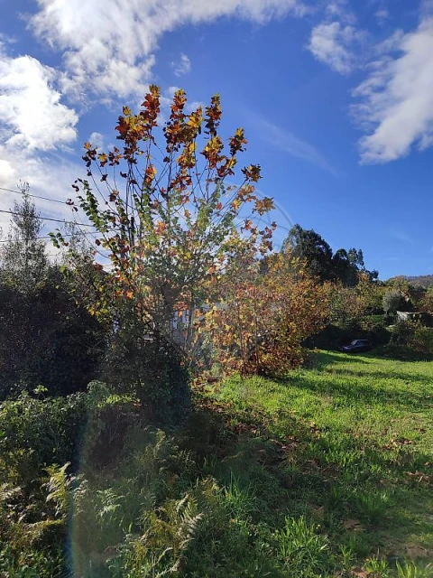 Quinta T0 para Venda em Britelo, Gémeos e Ourilhe