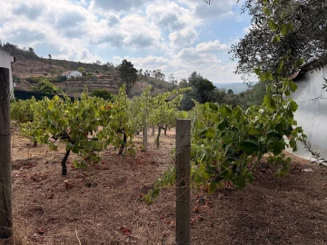Terreno para Venda em Belver