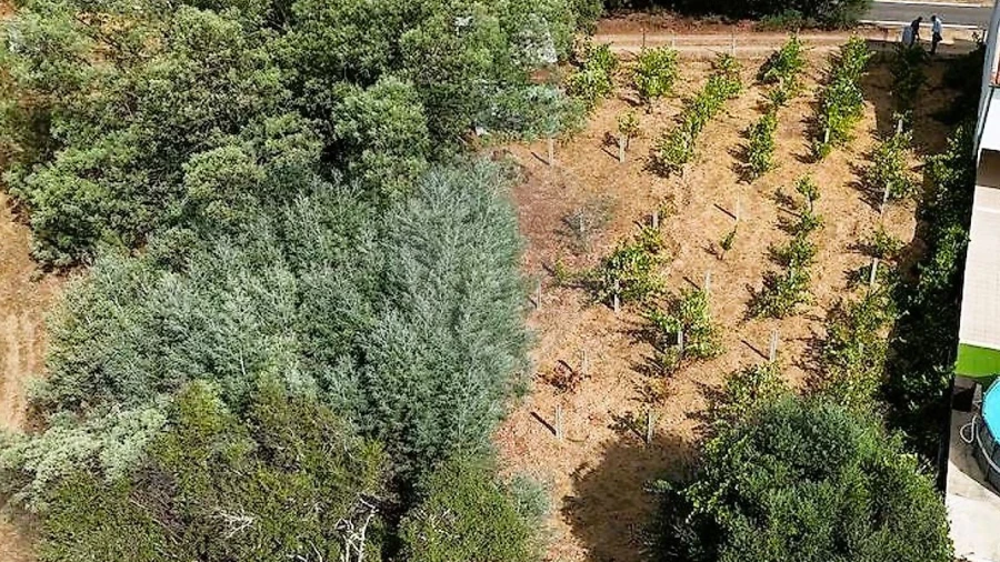 Terreno para Venda em Belver