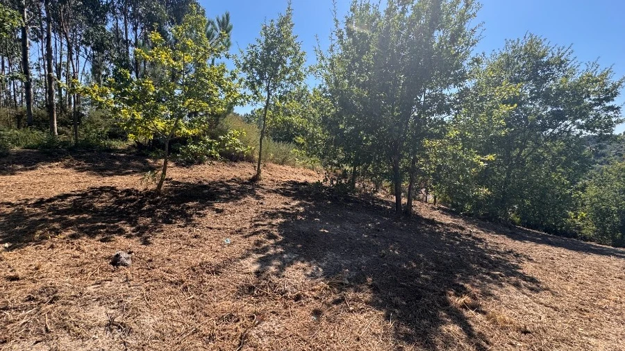 Terreno para Venda em Souto e Tabaçô
